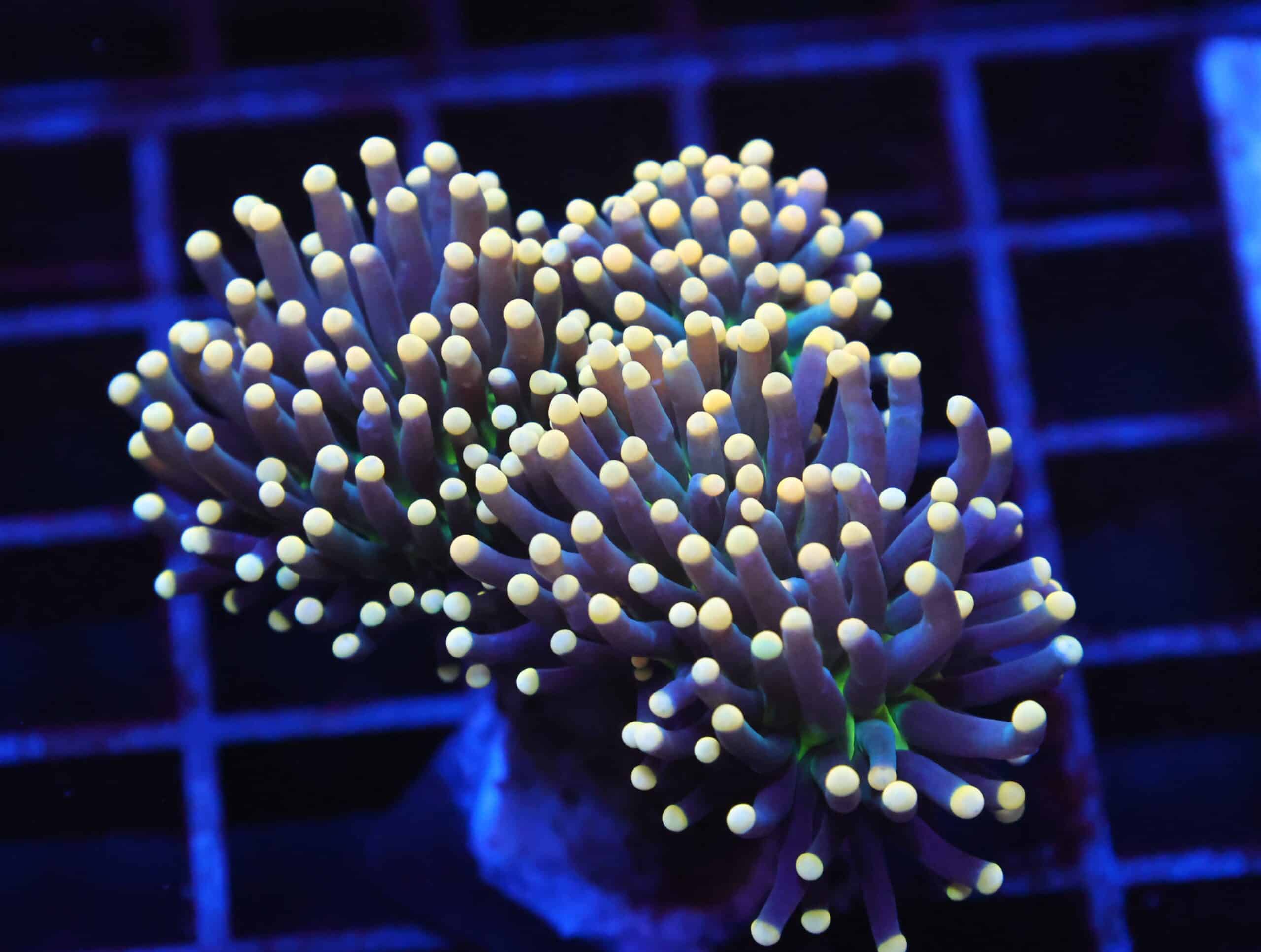 J114 - INDO TORCH BLACK LIGHT 3 HEAD