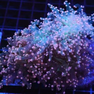 J112 - INDO FROGSPAW BRANCH ORANGE 4 HEAD