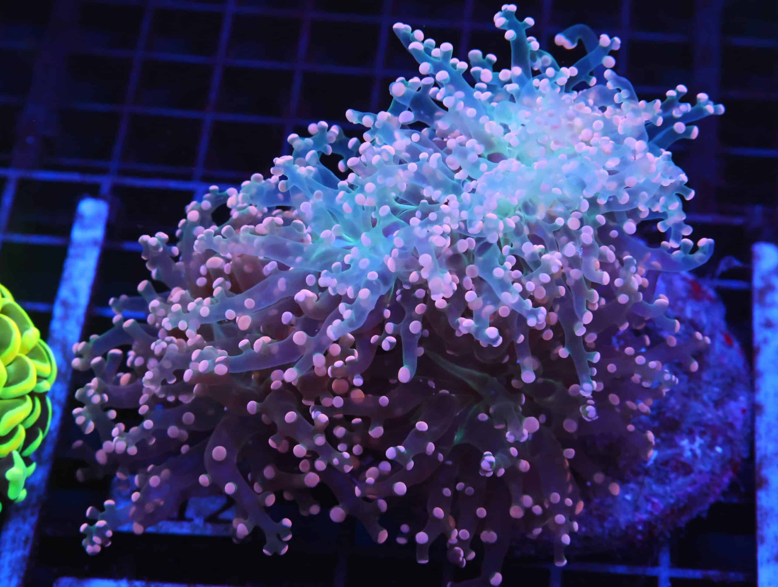 J112 - INDO FROGSPAW BRANCH ORANGE 4 HEAD