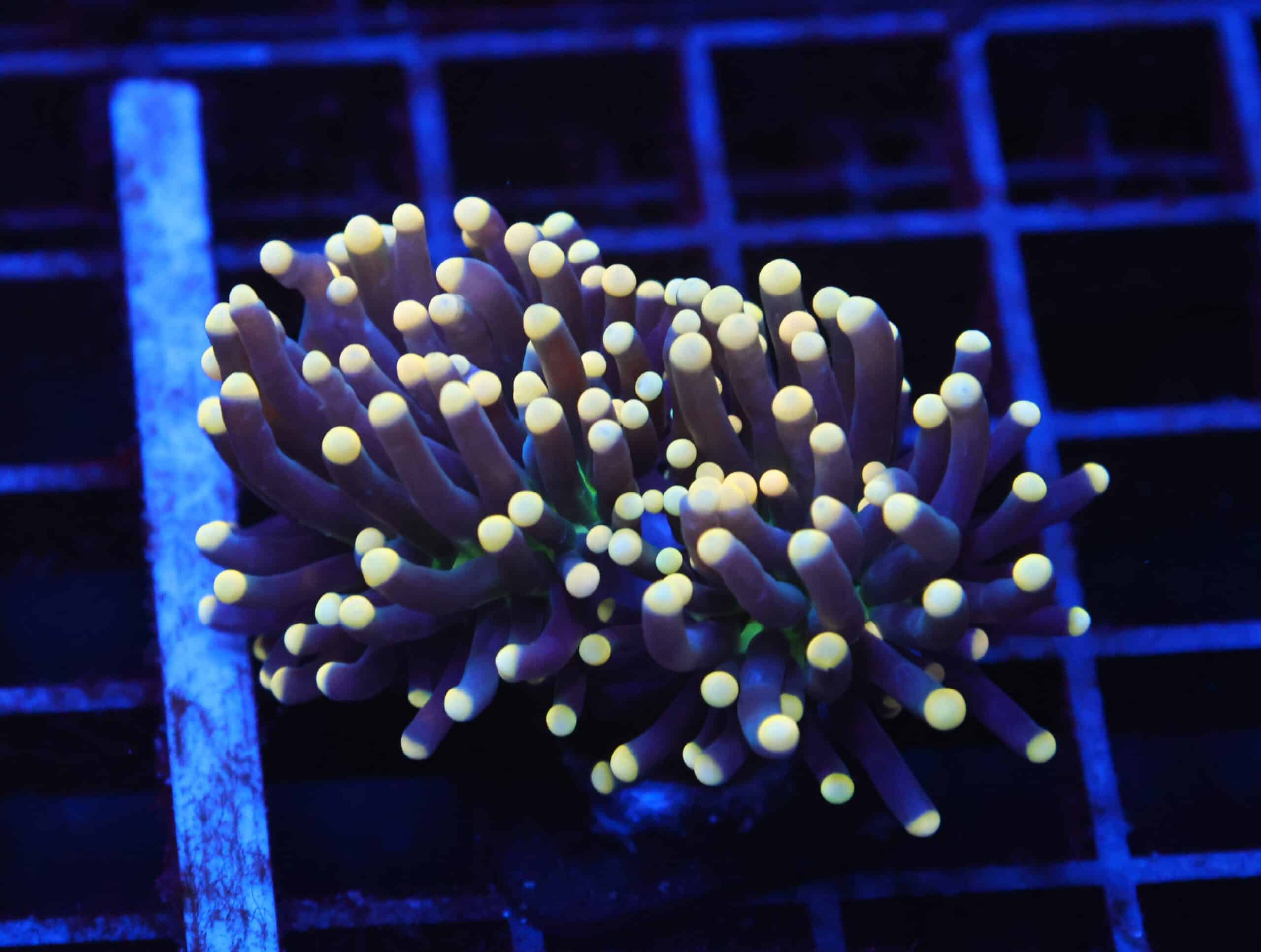 J115 - INDO TORCH BLACK LIGHT 1 HEAD