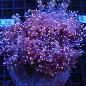 J116 - INDO FROGSPAW BRANCH PEACH 4 HEAD