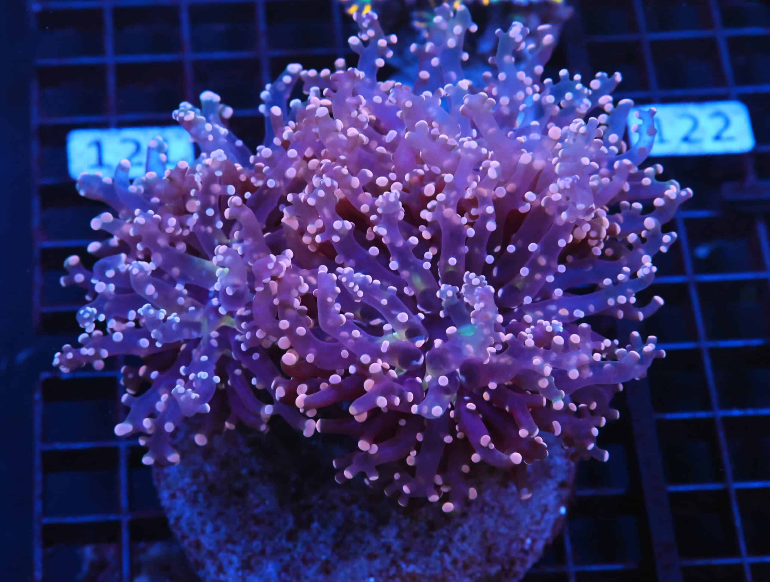 J116 - INDO FROGSPAW BRANCH PEACH 4 HEAD