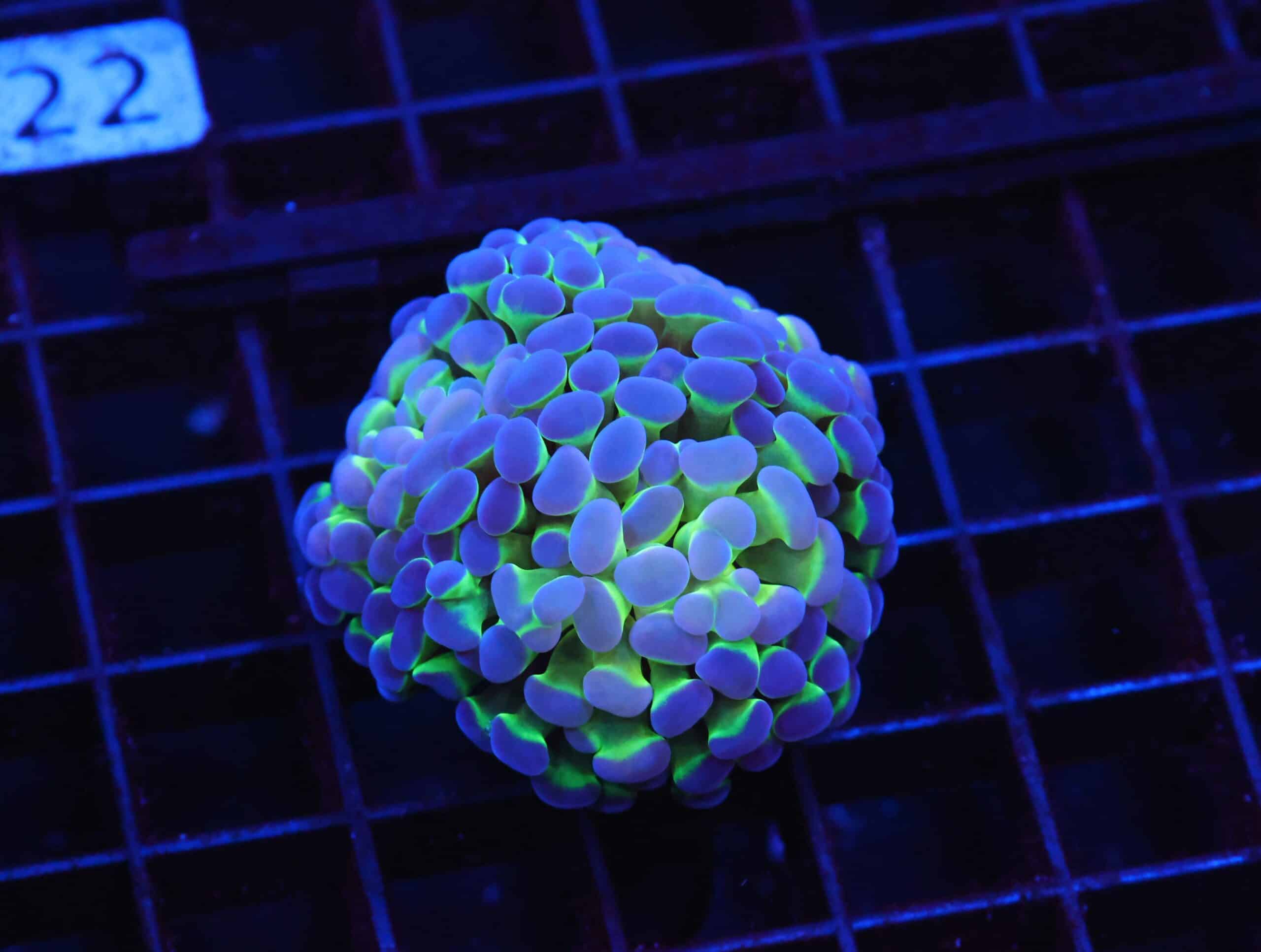 J117 - INDO HAMMER BRANCH PURPLE PRINCESS 2 HEAD