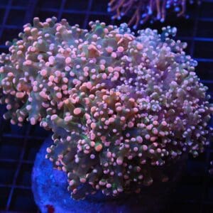 J119 - INDO FROGSPAWN BRANCH ORANGE 5 HEAD