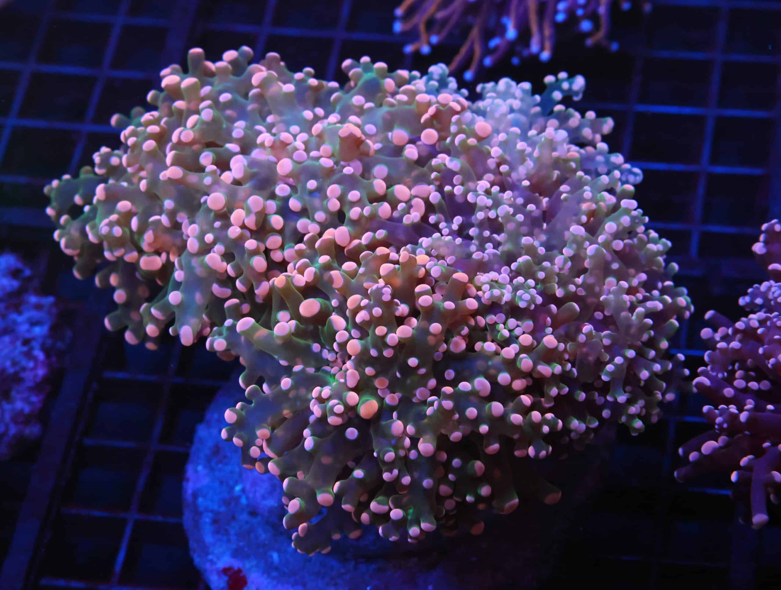 J119 - INDO FROGSPAWN BRANCH ORANGE 5 HEAD