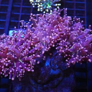 J120 - INDO FROGSPAWN BRANCH PEACH 3 HEAD