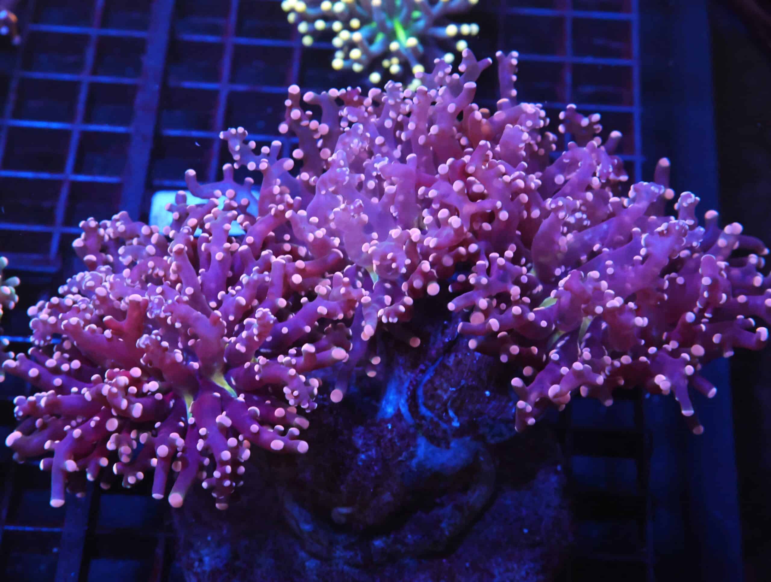 J120 - INDO FROGSPAWN BRANCH PEACH 3 HEAD