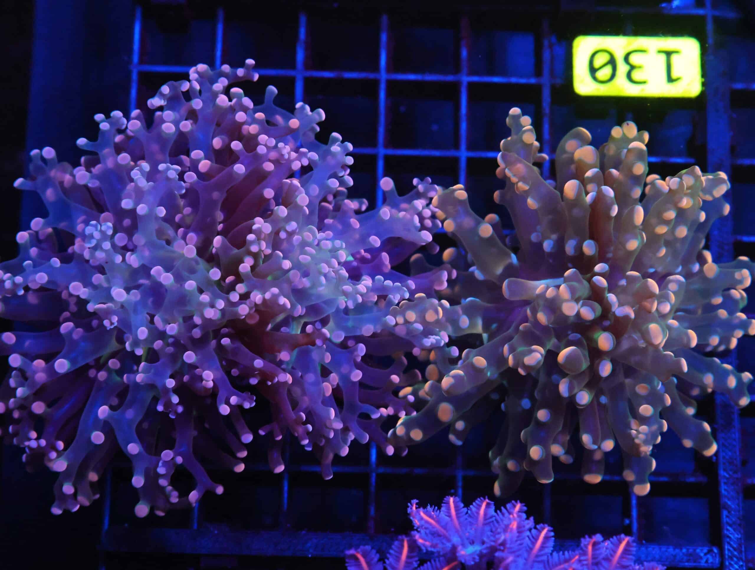 J130 - INDO FROGSPAWN BRANCH COMBO 2 HEAD