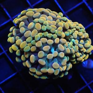 J134 - INDO HAMMER BRANCH GOLD 3 HEAD