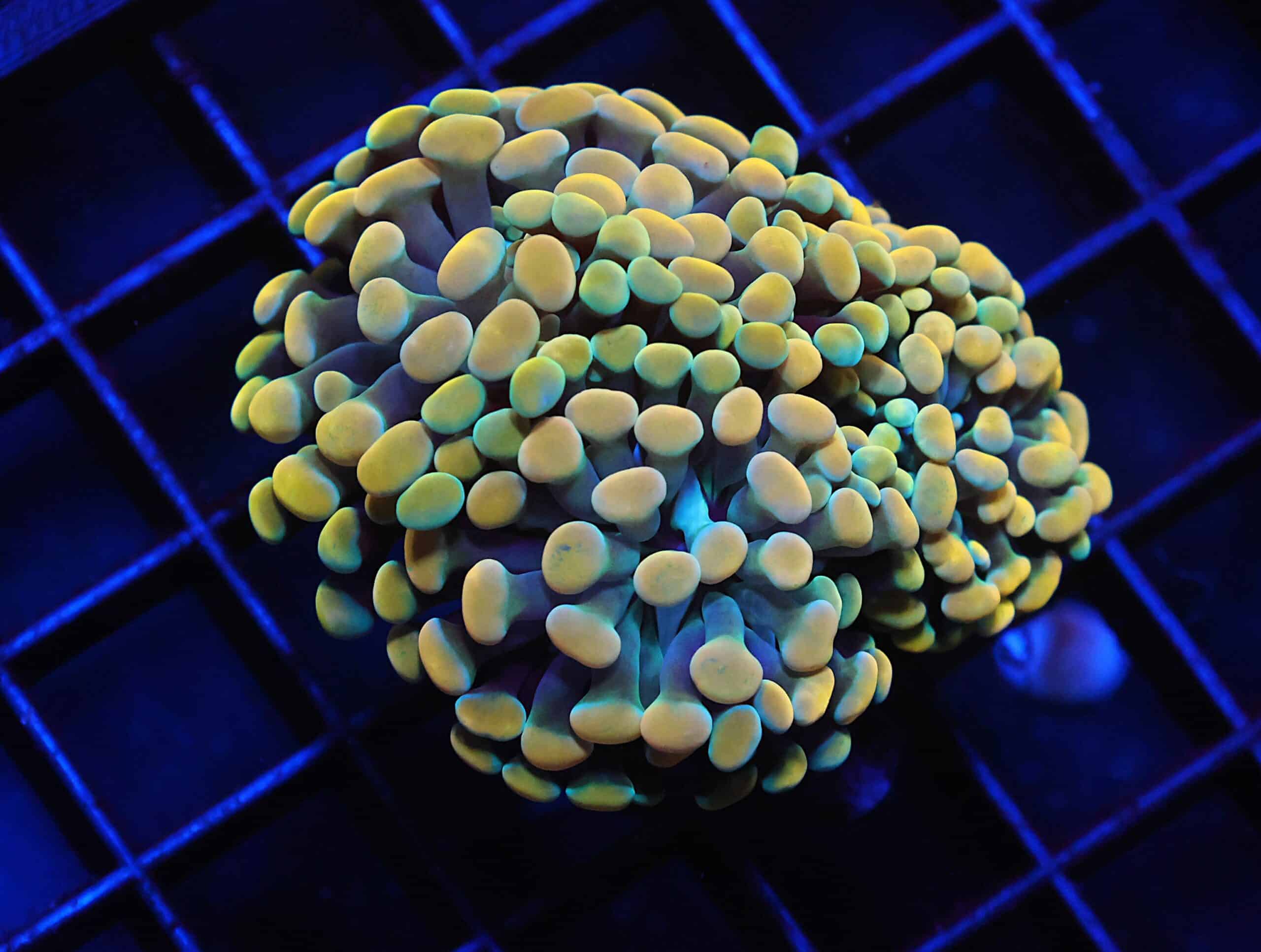 J134 - INDO HAMMER BRANCH GOLD 3 HEAD