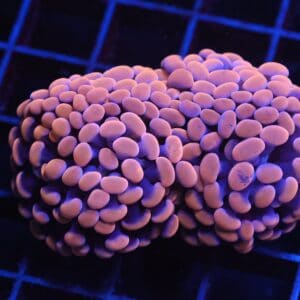 J16 - INDO HAMMER BRANCH ORANGE 4 HEAD