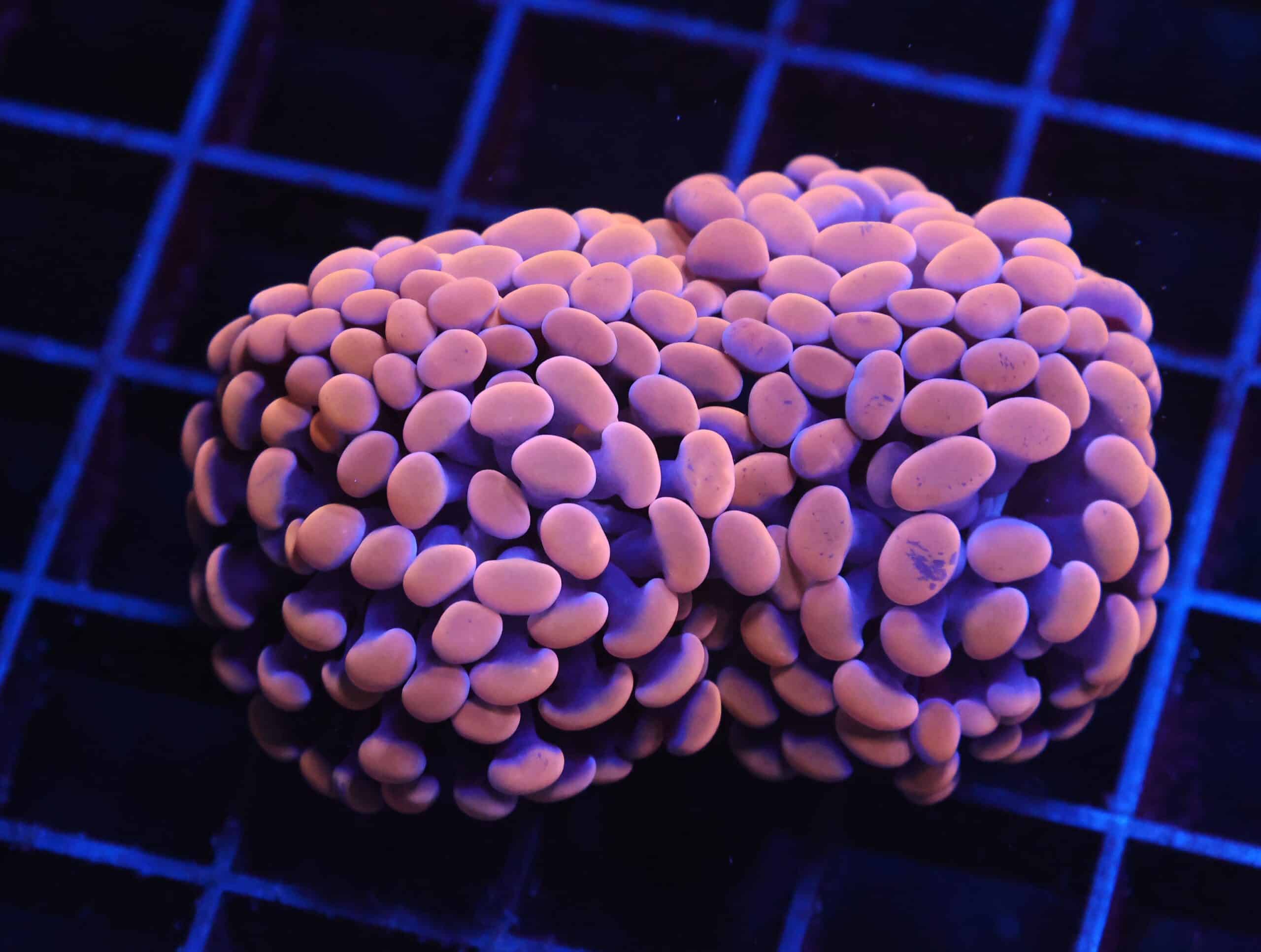 J16 - INDO HAMMER BRANCH ORANGE 4 HEAD