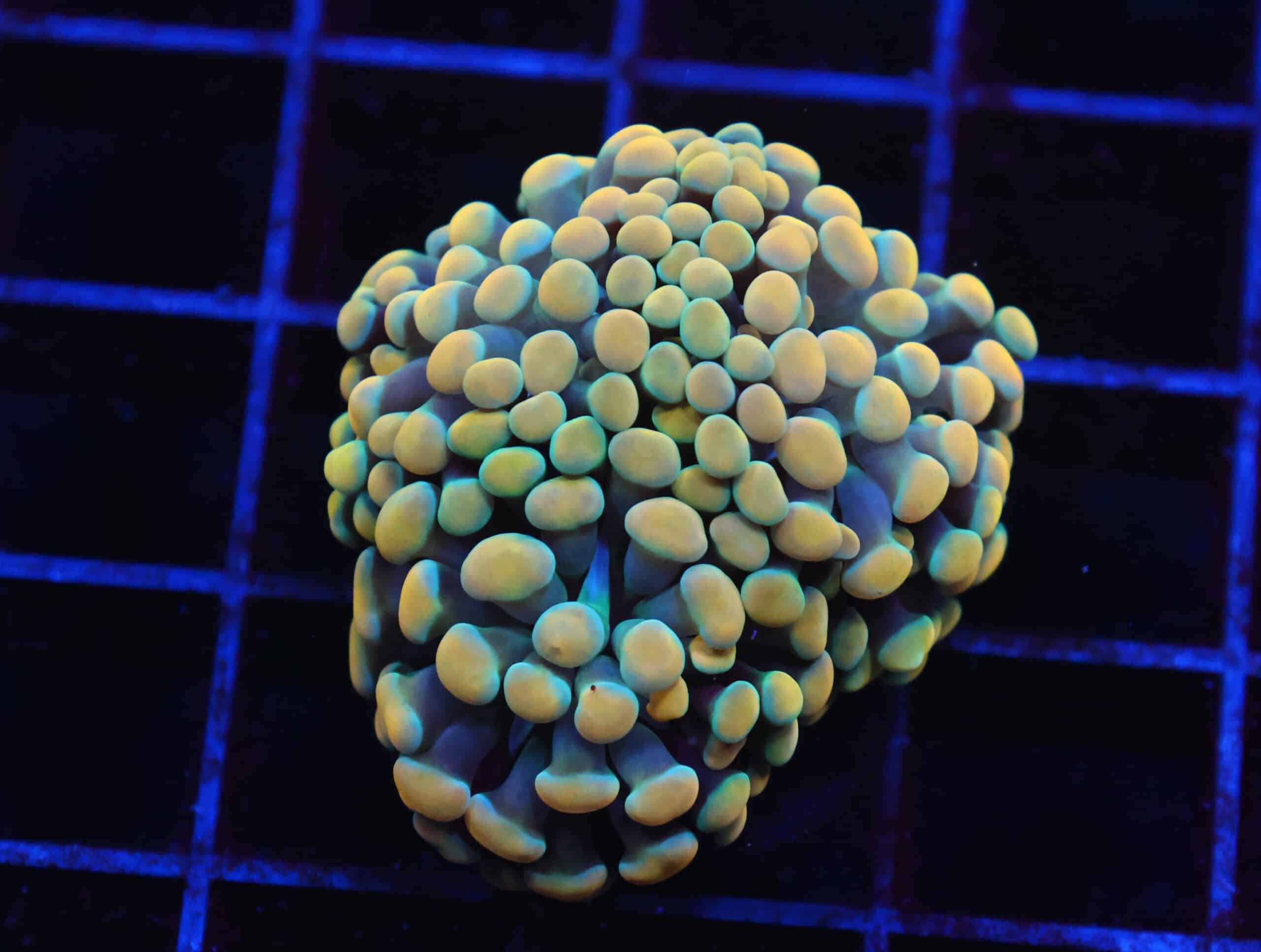 J20 - INDO HAMMER BRANCH GOLD 2 HEAD