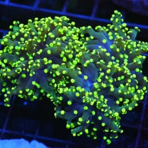 J23 - INDO FROGSPAWN BRANCH GAMMA RAY 3 HEAD