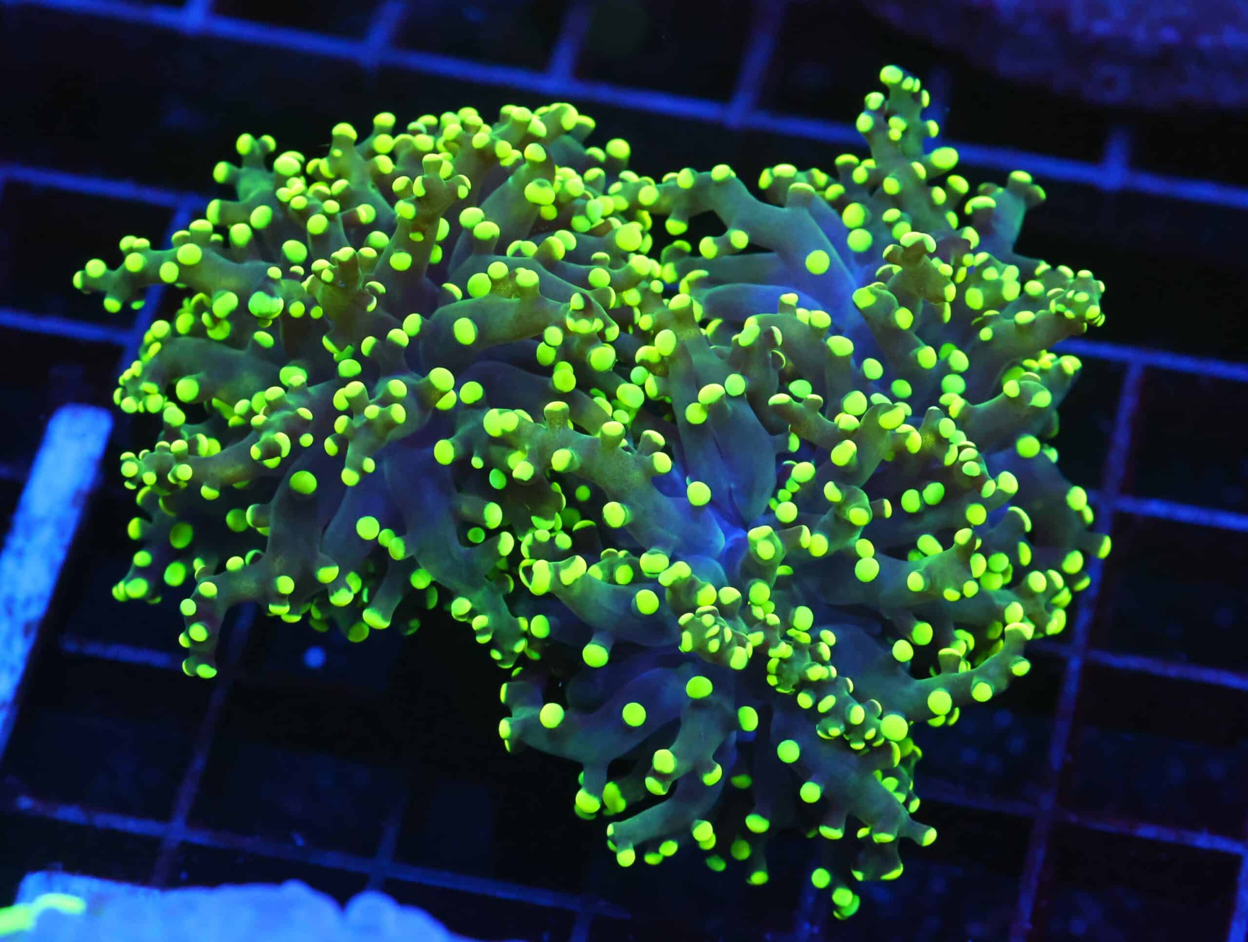 J23 - INDO FROGSPAWN BRANCH GAMMA RAY 3 HEAD