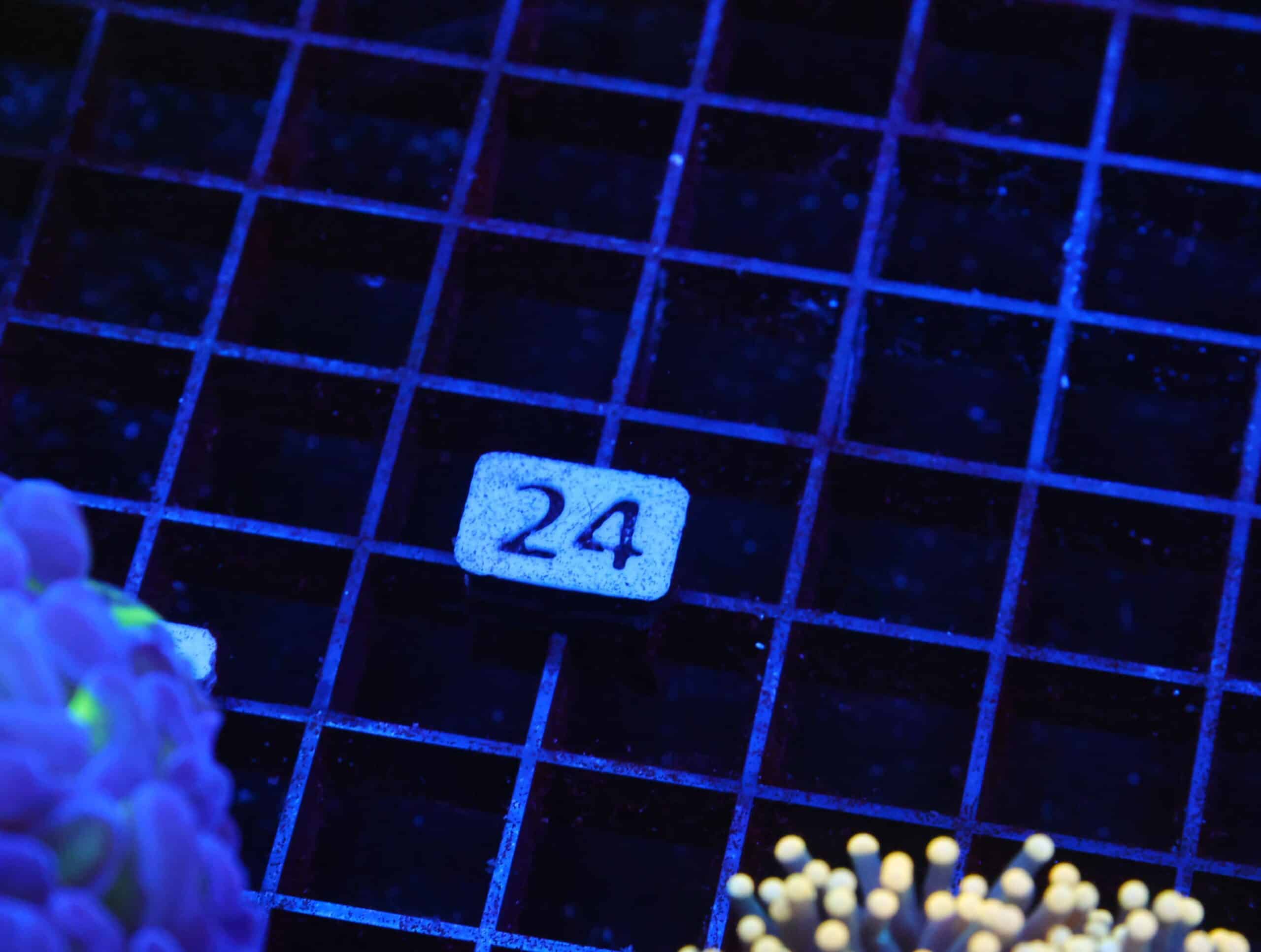 J24 -