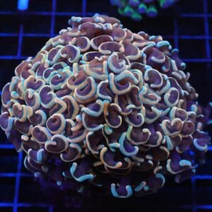 J27 - INDO HAMMER WALL ROSE GOLD