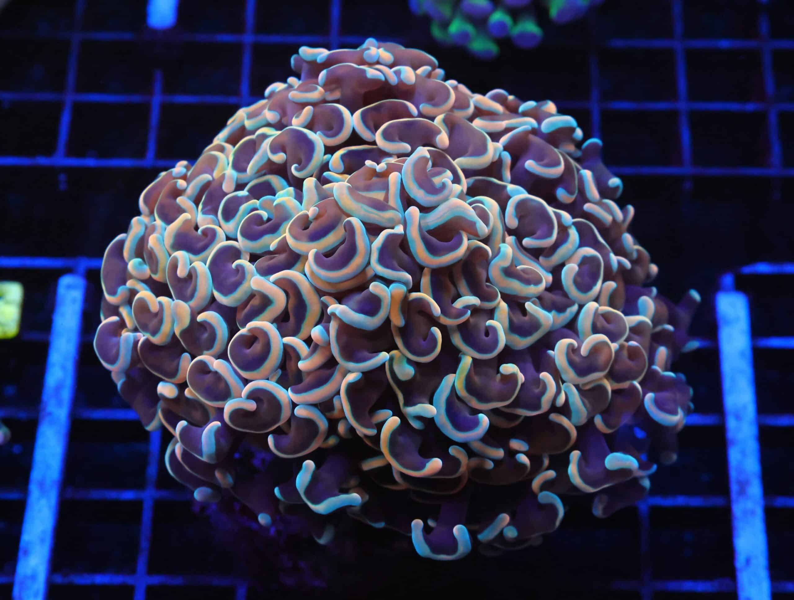 J27 - INDO HAMMER WALL ROSE GOLD