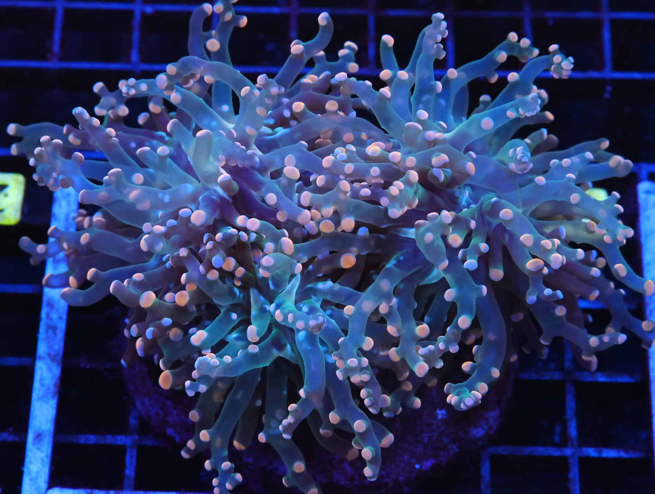 J28 - INDO FROGSPAWN BRANCH ORANGE 3 HEAD