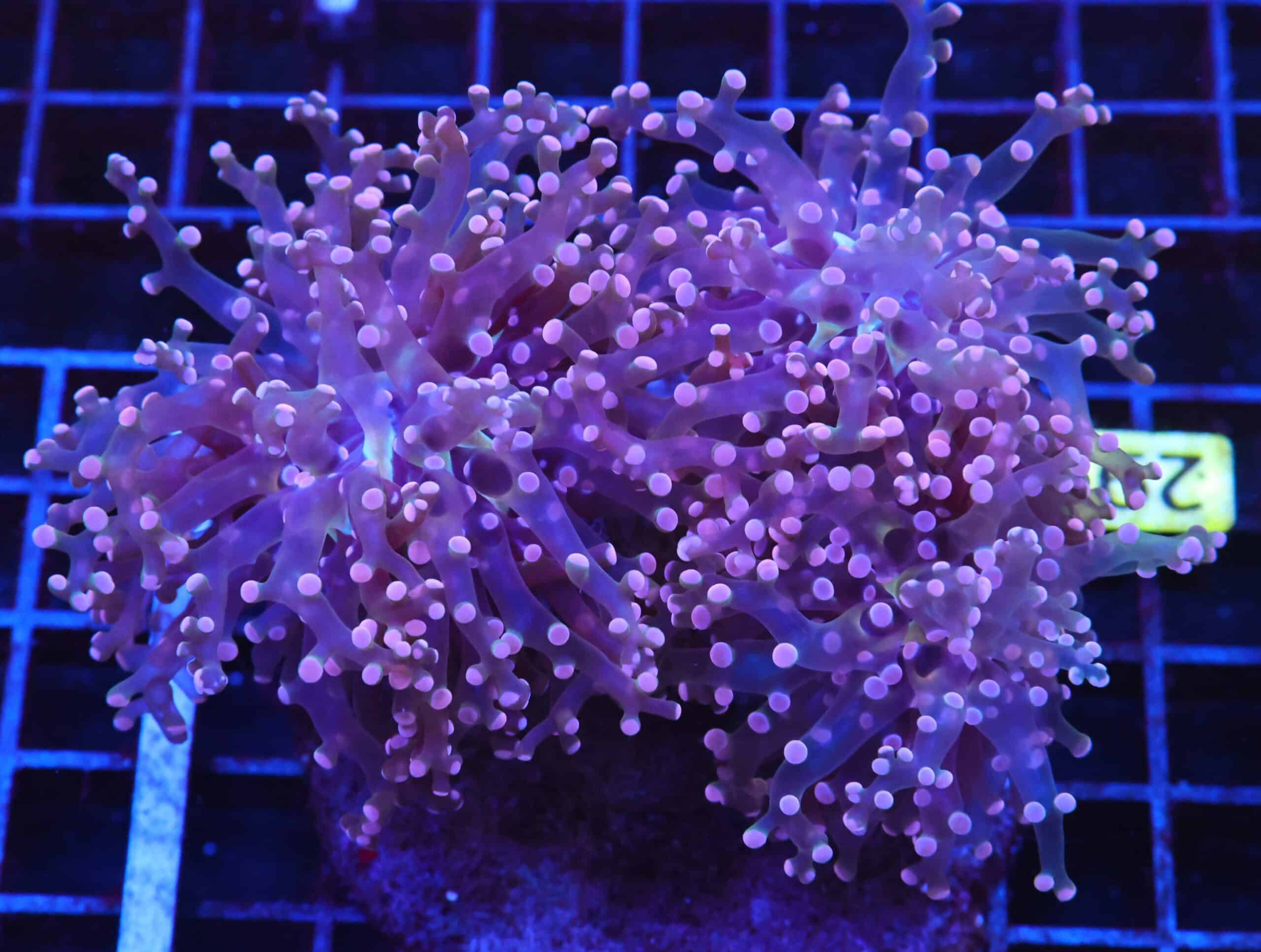 J29 - INDO FROGSPAWN BRANCH PEACH 3 HEAD