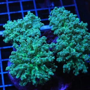 J31 - INDO FROGSPAWN BRANCH GOBBLIN SKIN 4 HEAD