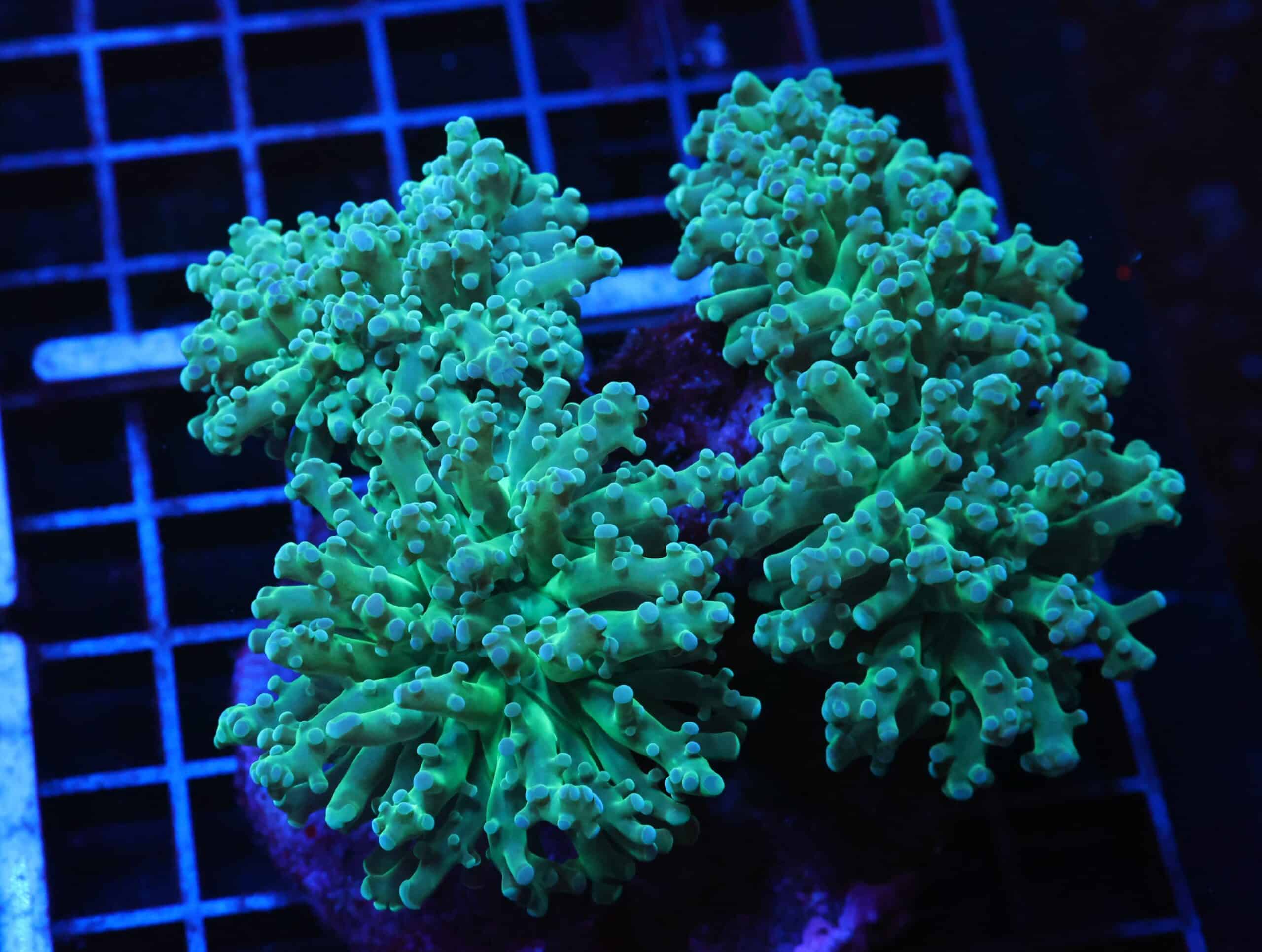 J31 - INDO FROGSPAWN BRANCH GOBBLIN SKIN 4 HEAD