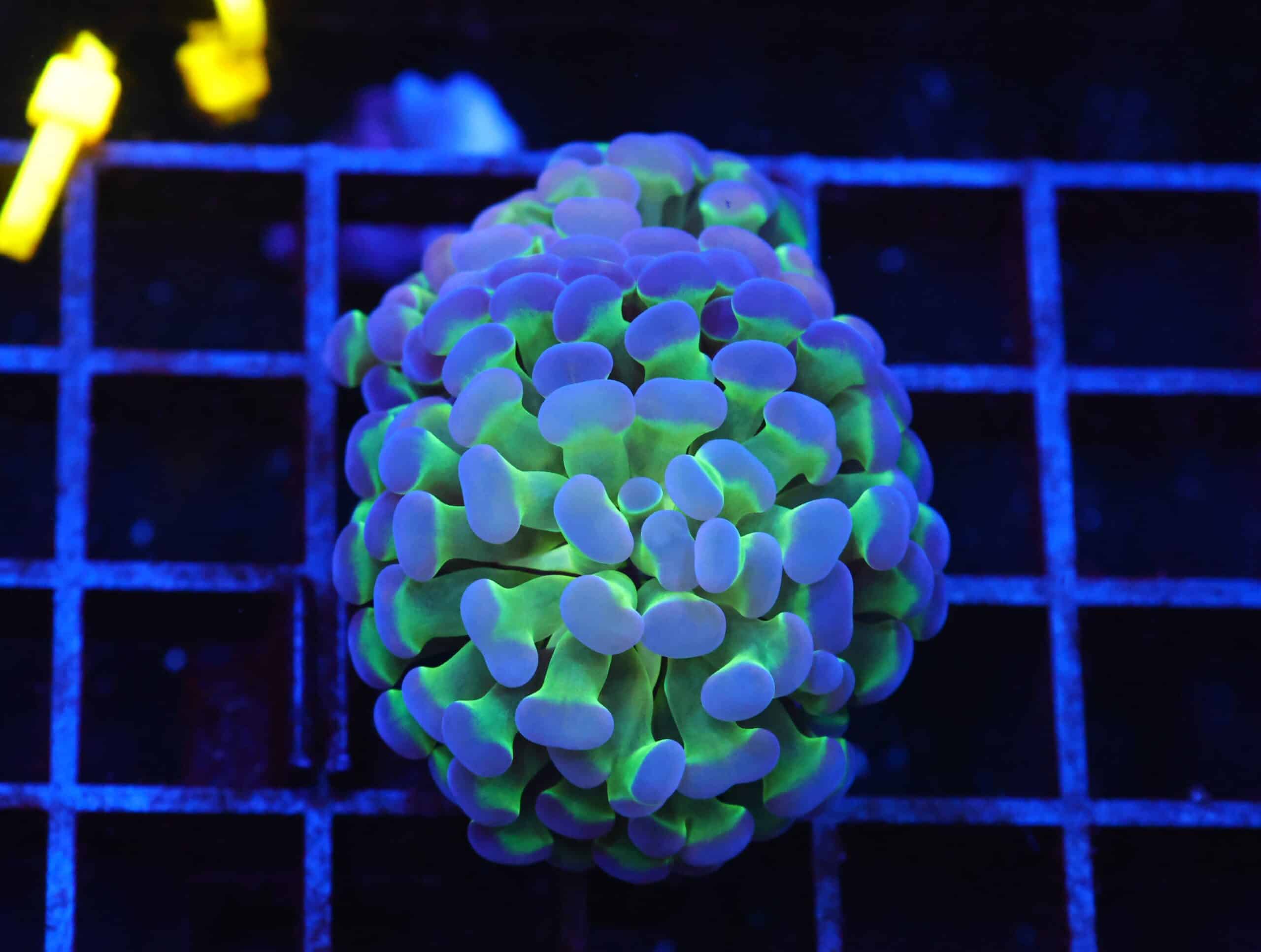 J30 - INDO HAMMER BRANCH PURPLE PRINCESS 2 HEAD