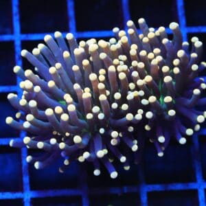 J36 - INDO TORCH BLACK LIGHT 2 HEAD