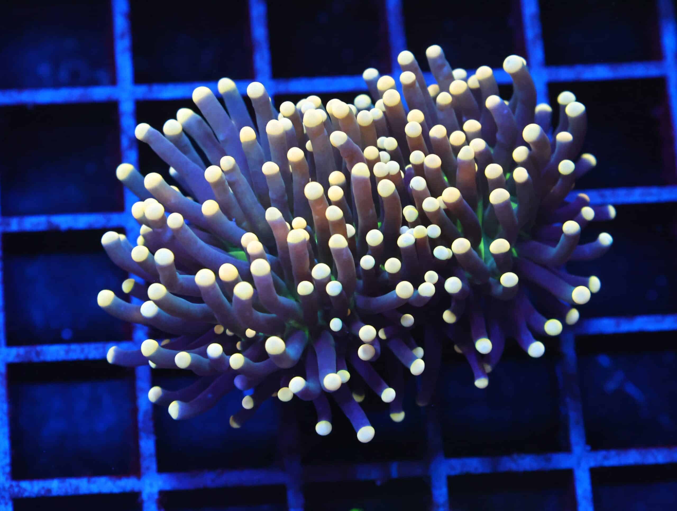 J36 - INDO TORCH BLACK LIGHT 2 HEAD