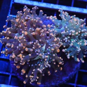J40 - INDO FROGSPAWN BRANCH ORANGE 4 HEAD