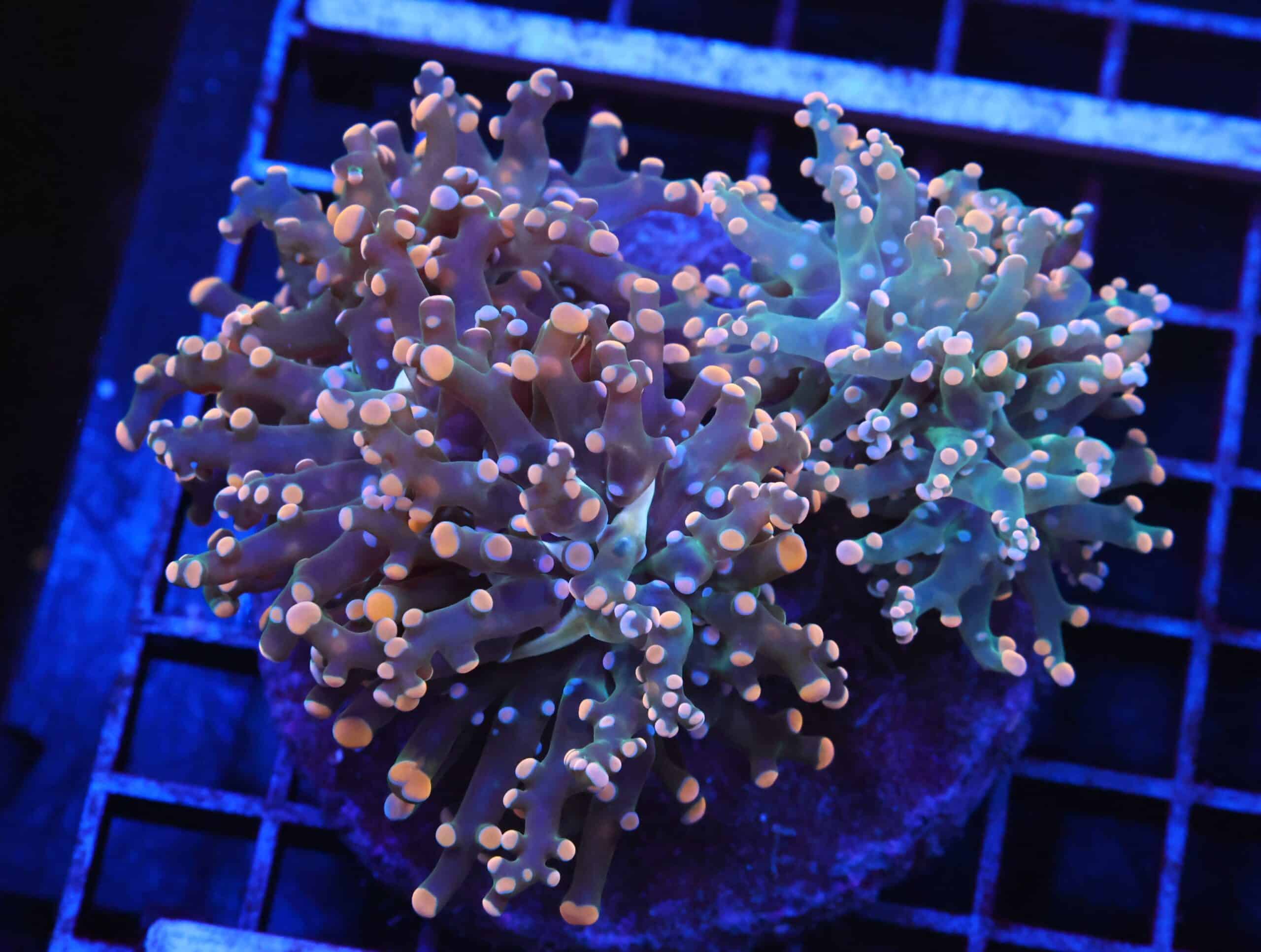 J40 - INDO FROGSPAWN BRANCH ORANGE 4 HEAD