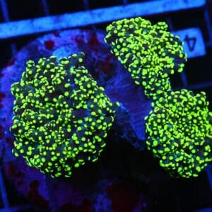 J41 - INDO FROGSPAWN BRANCH GAMMA RAY 3 HEAD