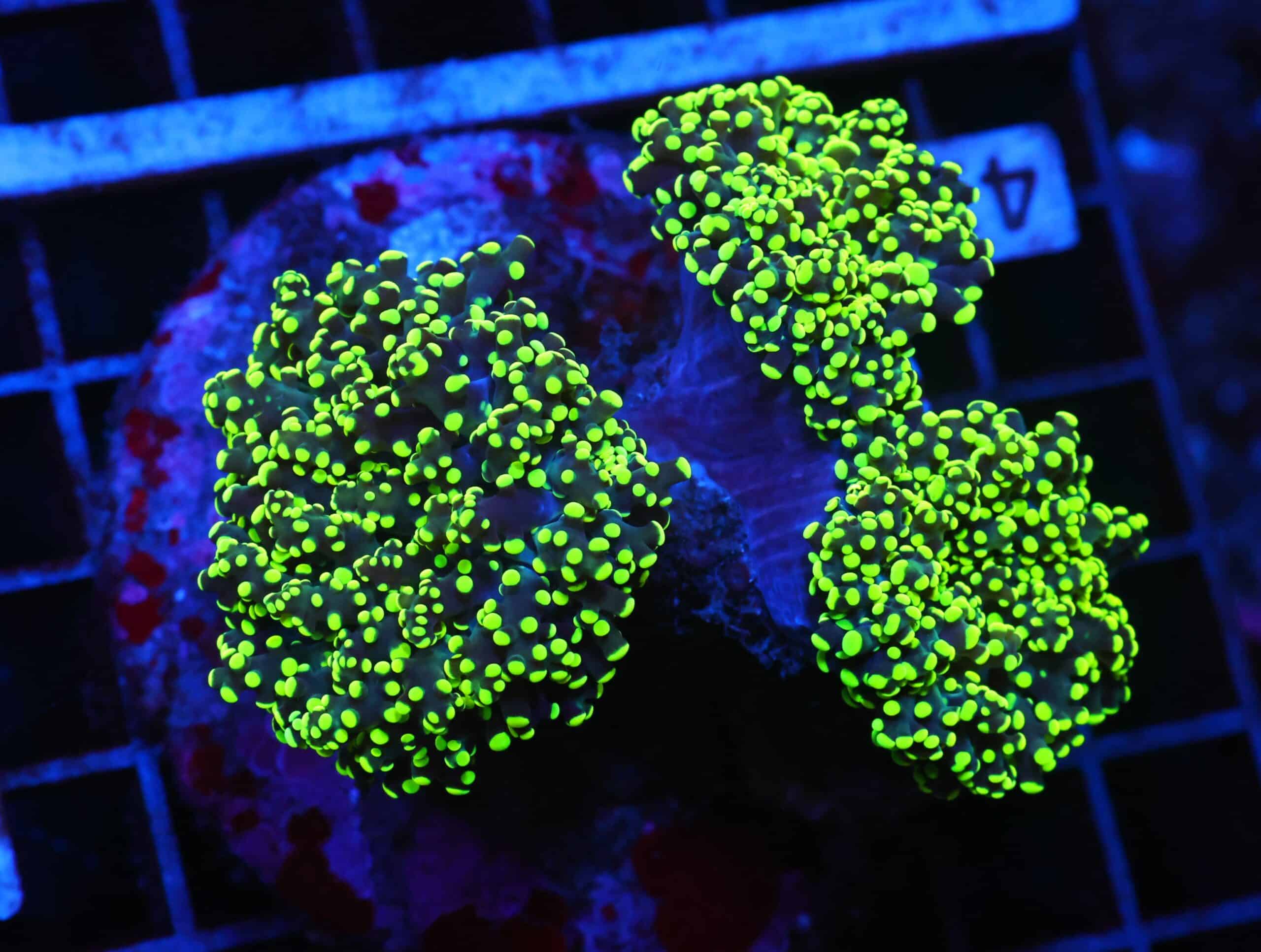 J41 - INDO FROGSPAWN BRANCH GAMMA RAY 3 HEAD
