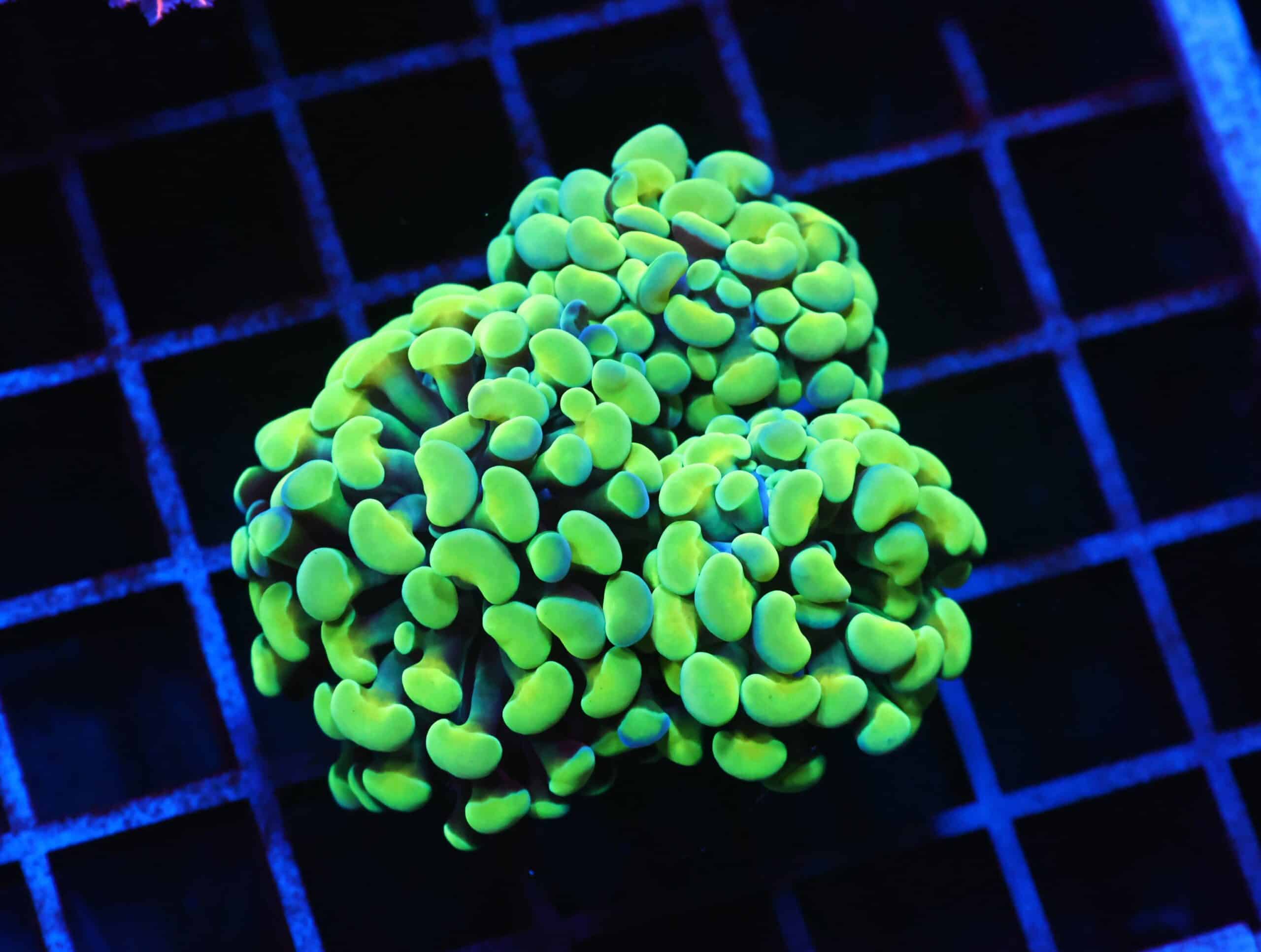 J42 - INDO HAMMER BRANCH GOLD 3 HEAD