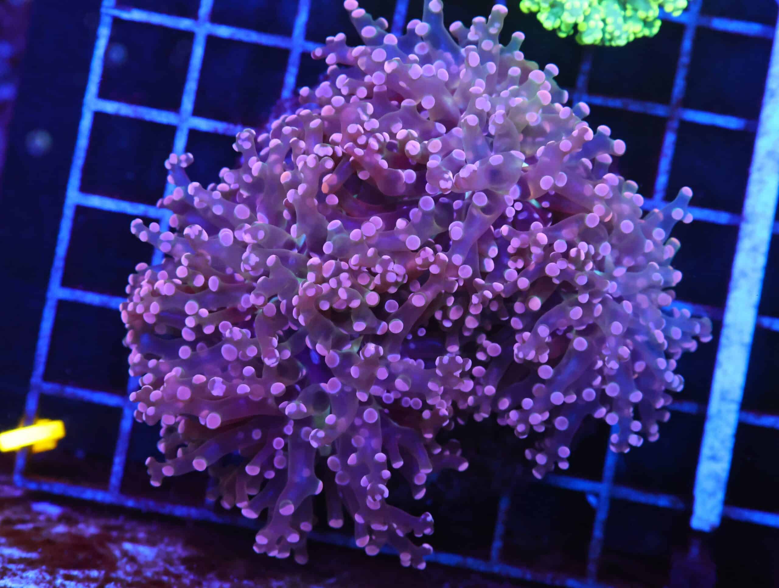 J50 - INDO FROGSPAWN BRANCH ORANGE 3 HEAD