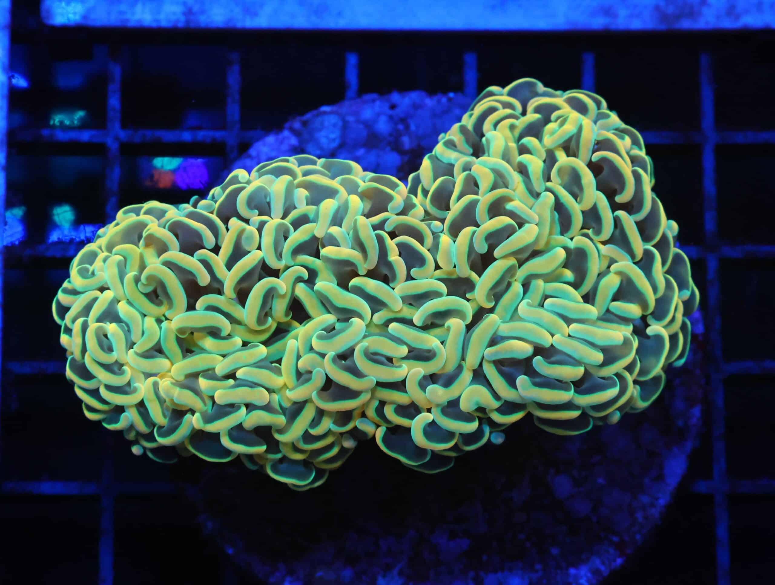 J55 - INDO HAMMER WALL GOLD