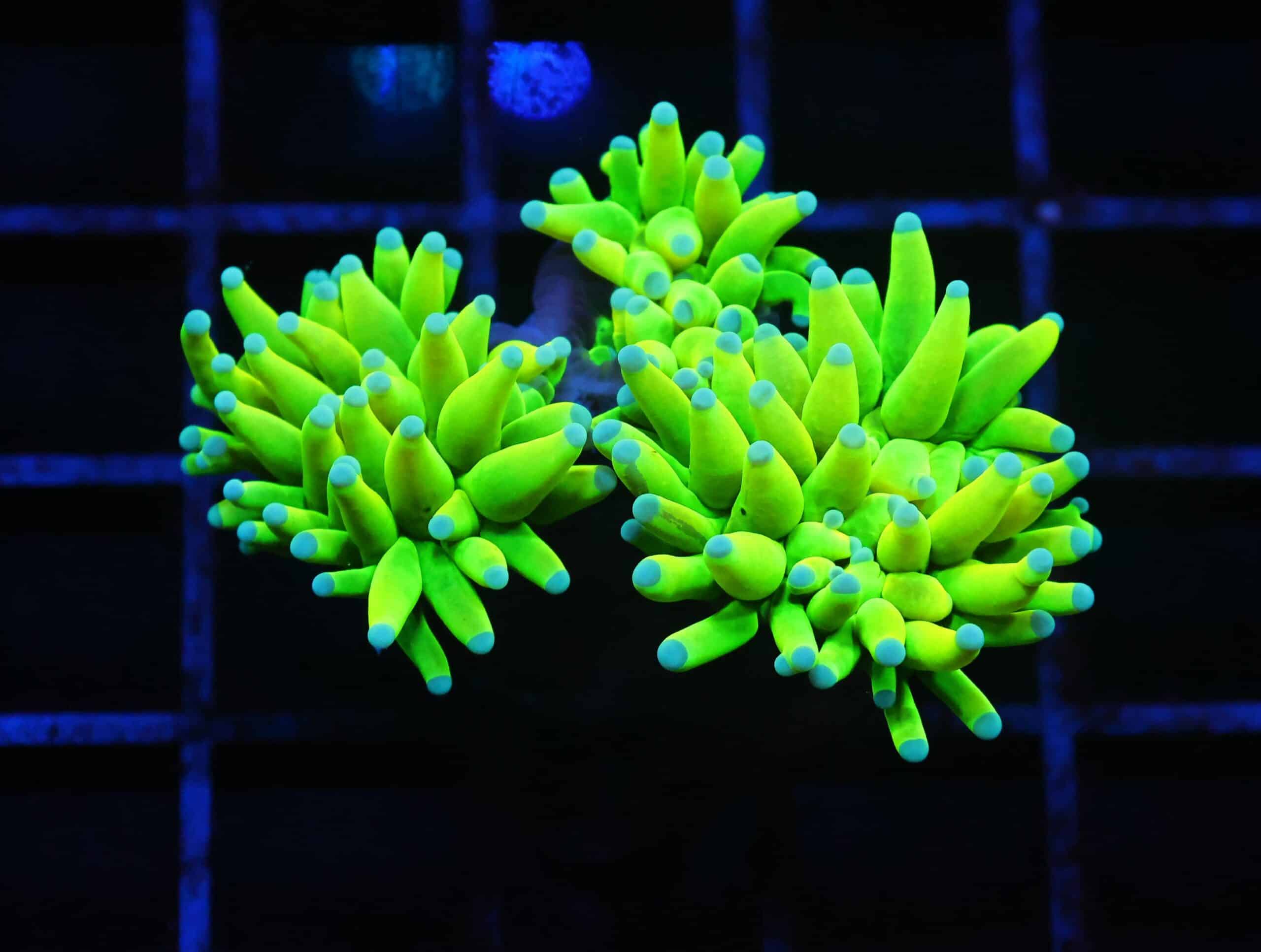 J56 - MALAYSIAN TORCH HOLY GRAIL 3 HEAD