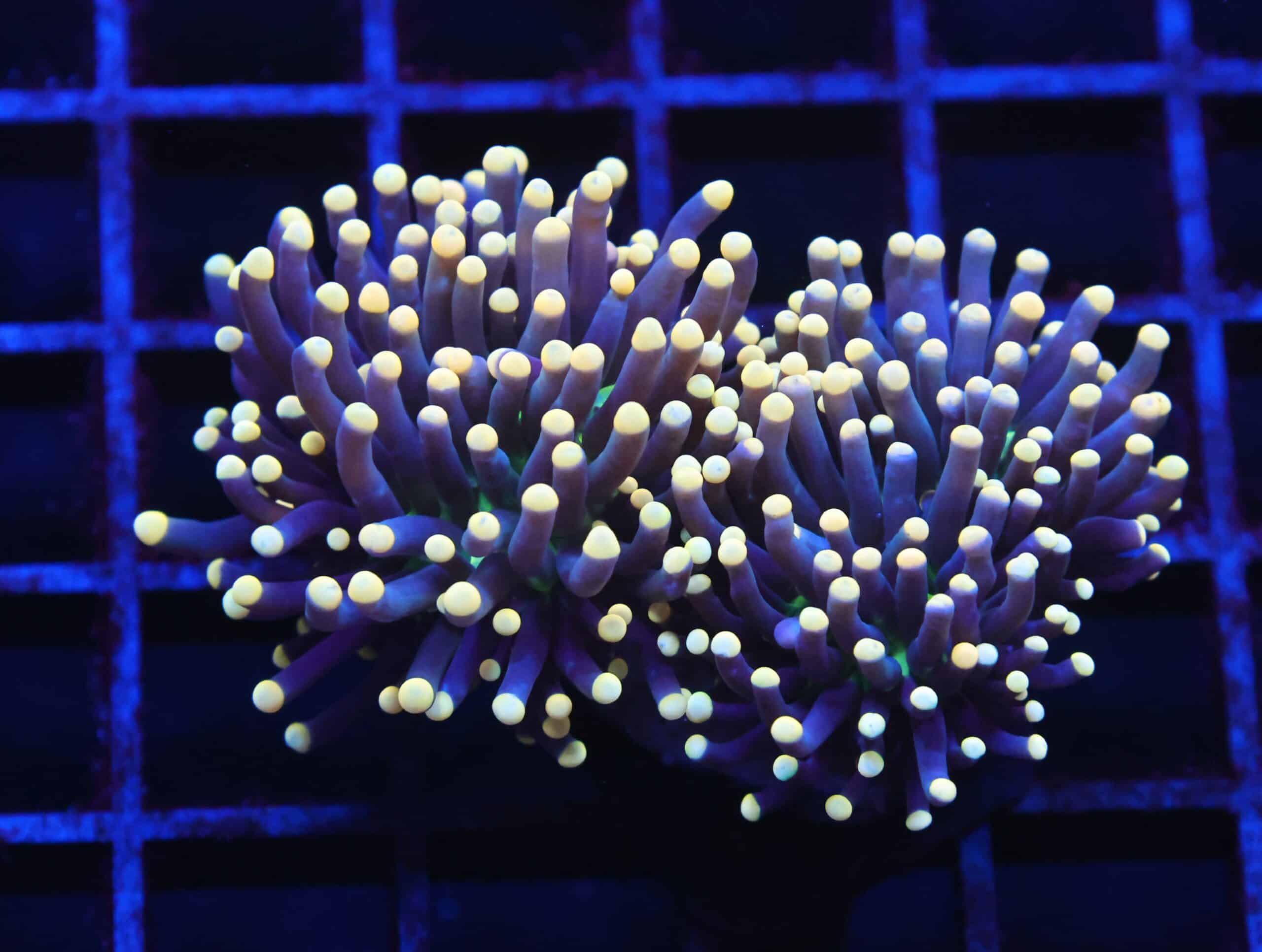 J57 - INDO TORCH BLACK LIGHT 2 HEAD