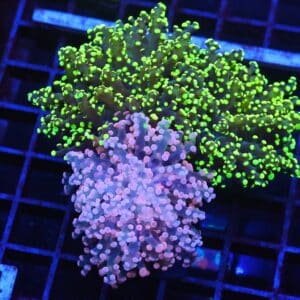 J61 - INDO FROGSPAWN BRANCH COMBO 3 HEAD