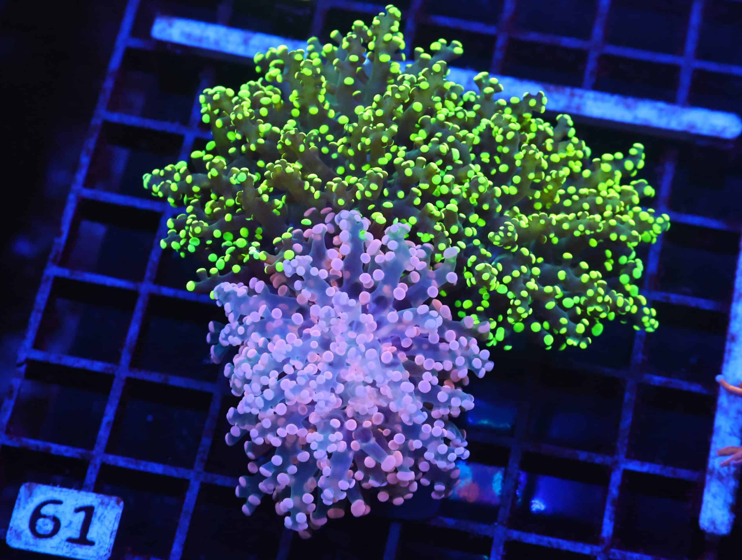 J61 - INDO FROGSPAWN BRANCH COMBO 3 HEAD