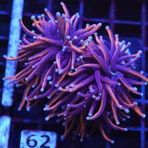 J62 - INDO TORCH GOLD VARIANT 2 HEAD