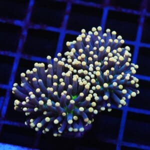 J63 - INDO TORCH BLACK LIGHT 2 HEAD