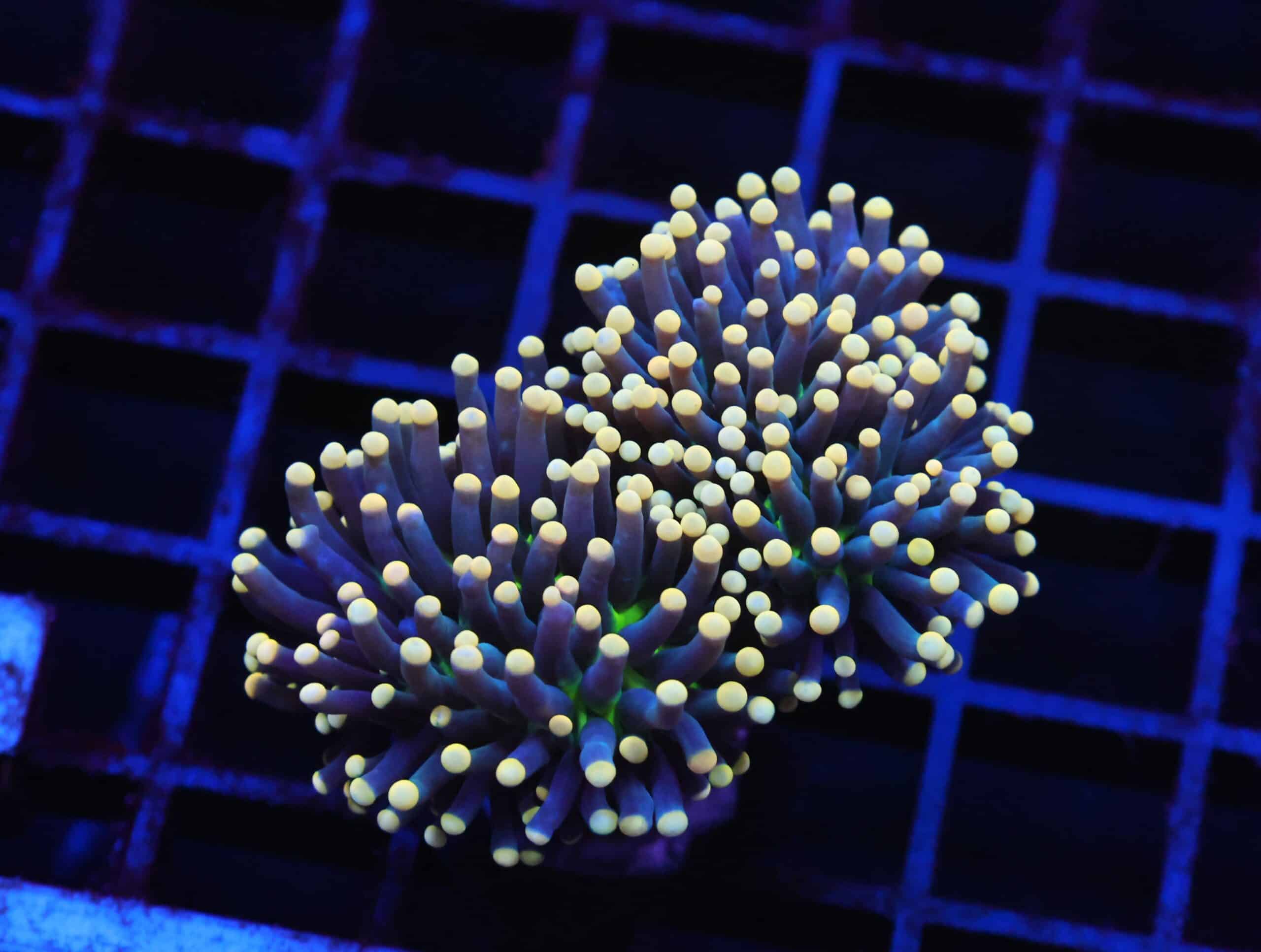 J63 - INDO TORCH BLACK LIGHT 2 HEAD