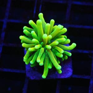 J66 - MALAYSIAN TORCH GREEN GRAIL 1 HEAD