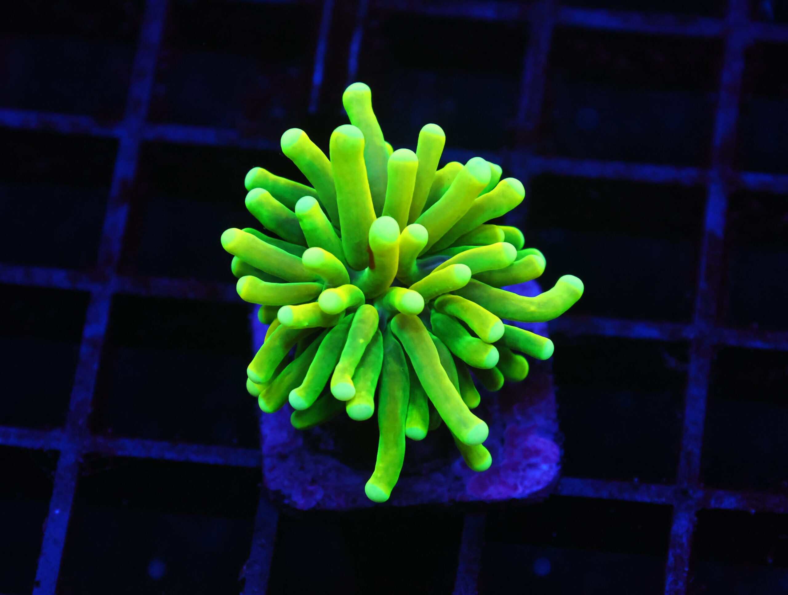 J66 - MALAYSIAN TORCH GREEN GRAIL 1 HEAD