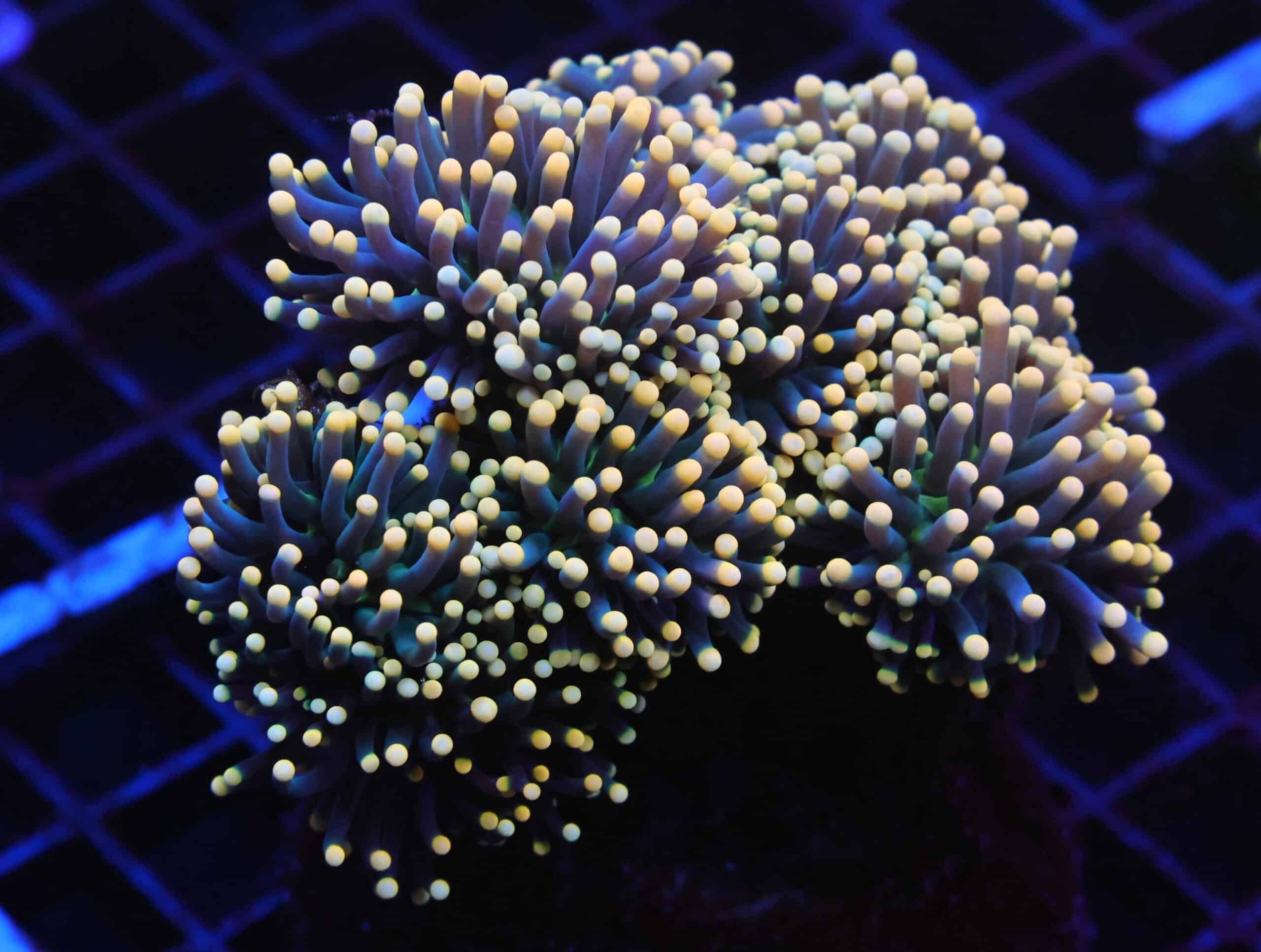 J67 - INDO TORCH BLACK LIGHT 8 HEAD