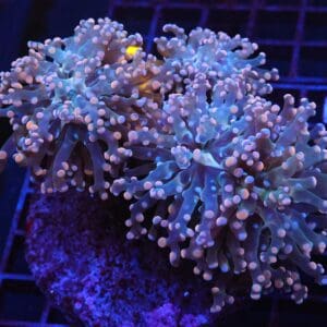 J75 - INDO FROGSPAWN BRANCH ORANGE 4 HEAD