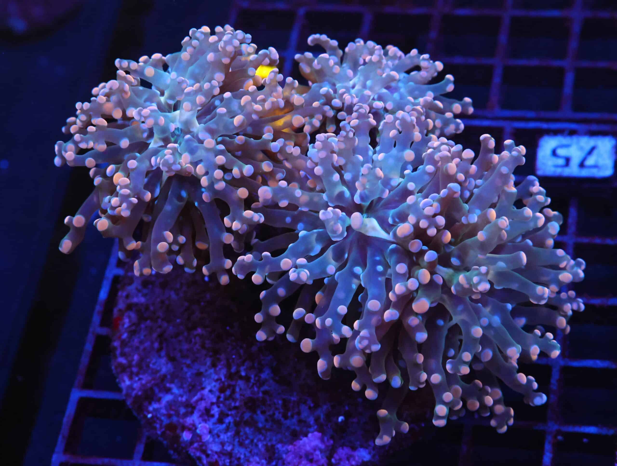 J75 - INDO FROGSPAWN BRANCH ORANGE 4 HEAD
