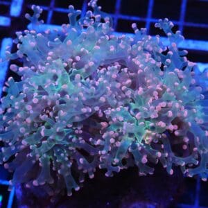 J77 - INDO FROGSPAWN BRANCH ORANGE 5 HEAD
