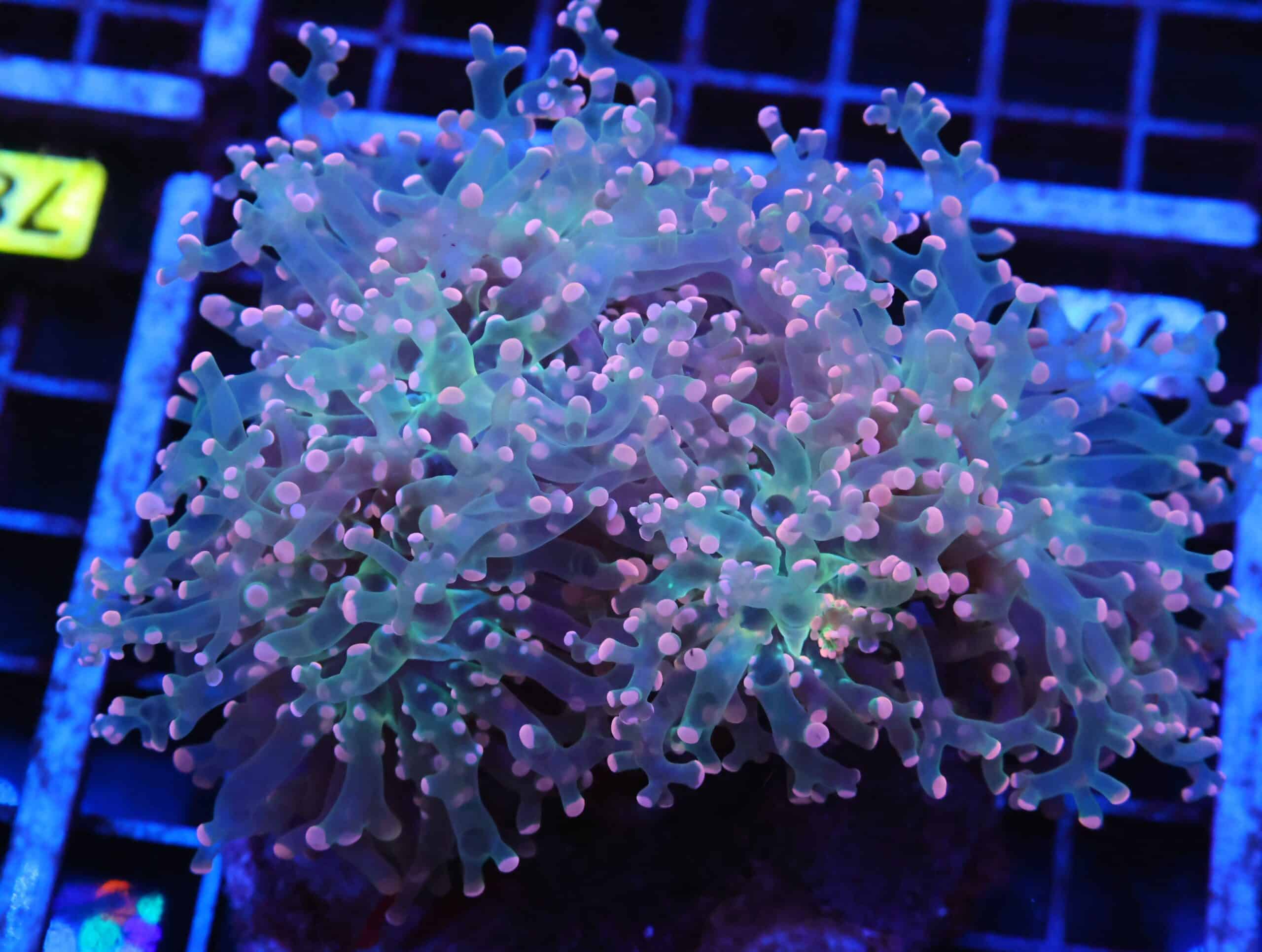 J77 - INDO FROGSPAWN BRANCH ORANGE 5 HEAD